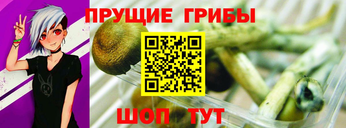 Псилоцибиновые грибы GOLDEN TEACHER  Вход с VPN  Грязи 